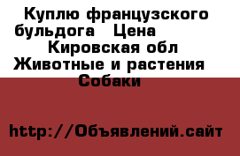 Куплю французского бульдога › Цена ­ 5 000 - Кировская обл. Животные и растения » Собаки   